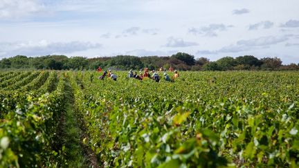 « Comme un esclave, on doit courir toute la journée » : dans la Marne, des sous-traitants jugés pour avoir exploité plus d’une cinquantaine de vendangeurs