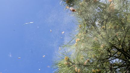 Canicule et allergies : pourquoi vos symptômes pourraient durer plus longtemps cet été