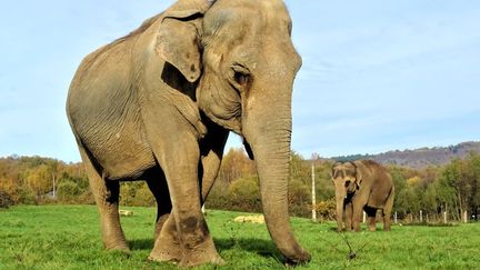 « Des douches et même des massages » : dans le Limousin, un établissement spécialisé pour les éléphants de cirque à la retraite