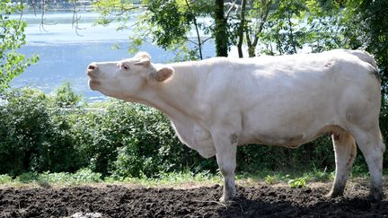 Un premier foyer de dermatose nodulaire contagieuse bovine confirmé dans l’Ain