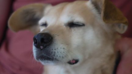 Piscine, massage, balnéo… Le succès du tourisme canin