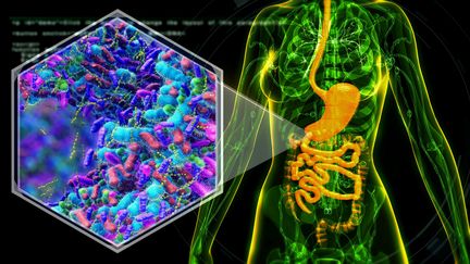 L’AP-HP et l’Inrae cherchent 10 000 enfants pour étudier leur microbiote intestinal