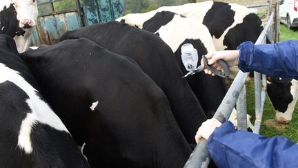 « Un tel déchaînement de haine, c&rsquo;est du jamais vu » : en pleine crise de dermatose nodulaire, les vétérinaires sont la cible de menaces