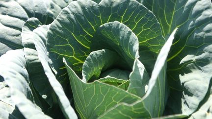 Cancer : manger des choux rend l’immunothérapie plus efficace, selon une étude