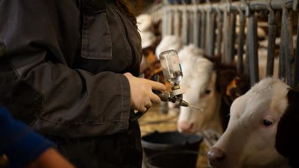 Dermatose nodulaire : première levée de zone réglementée pour plus de 500 communes dans le Sud-Ouest