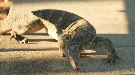 « Un petit Godzilla » : en Thaïlande : la prolifération des varans en ville force les habitants à la cohabitation