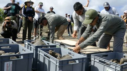 Plus de 150 tortues géantes ont été réintroduites aux Galapagos, un siècle après leur disparition