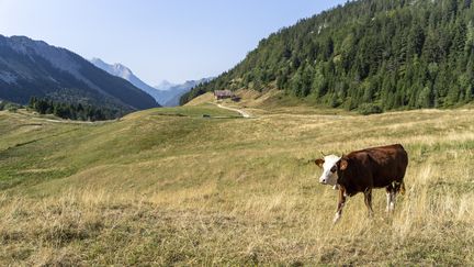 Le dérèglement climatique pourrait réduire de moitié les pâturages d&rsquo;ici 2100, selon une étude