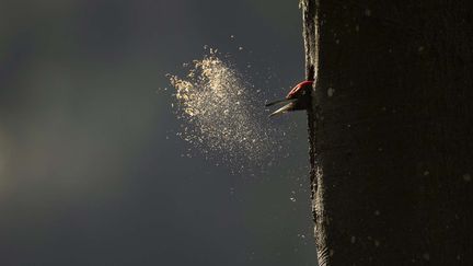 Le documentaire « Le Chant des forêts », ode à la vie sauvage, dépasse le million d&rsquo;entrées
