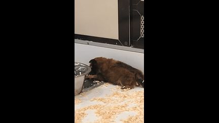 Des chiens et chats encore vendus en animaleries malgré l&rsquo;interdiction