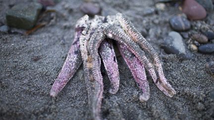 En Loire-Atlantique, des milliers d&rsquo;étoiles de mer échouées sur les plages après les fortes crues