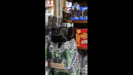 À New York les chats d&rsquo;épiceries bientôt légalisés