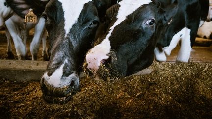 Des « sévices graves » sur des bovins : l&rsquo;association L214 porte plainte contre un abattoir en Martinique