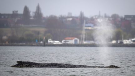 Une baleine échouée sur la côte allemande de la Baltique parvient à regagner le large