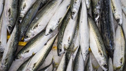 L’Union européenne revoit finalement à la hausse ses quotas de pêche de maquereaux, contre l’avis des scientifiques
