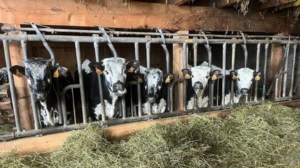 Amandine, Abondance, Abeille… Un village alsacien va inscrire symboliquement cinq vaches dans son école pour dénoncer une probable fermeture de classe