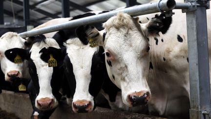 « Ça ressemble vraiment à la fièvre aphteuse » : en Russie, l’abattage massif de bétail et le silence des autorités inquiètent les éleveurs et les habitants