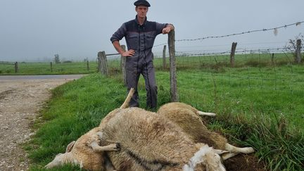 « Des gars proposent un coup de main, je ne vois pas pourquoi je dirais non » : en Haute-Marne, pro et anti-loups luttent ensemble contre le prédateur