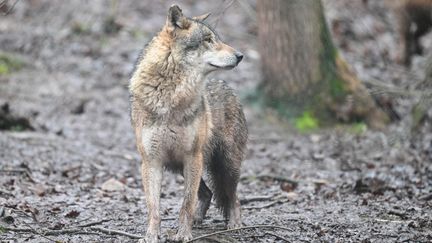 En Allemagne, le loup qui avait mordu une femme a été finalement relâché dans la nature