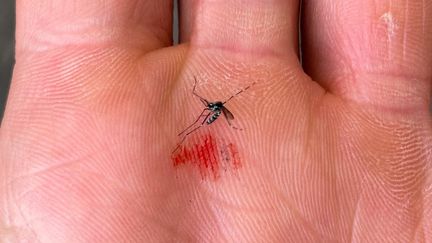 Dengue, Zika, fièvre hémorragique… Quelles sont les maladies qui menacent l&rsquo;Europe, sous l&rsquo;effet de la hausse des températures et de la crise climatique ?