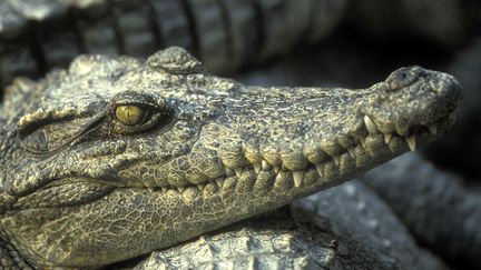Un crocodile mort découvert dans le canal de Roubaix, dans le Nord