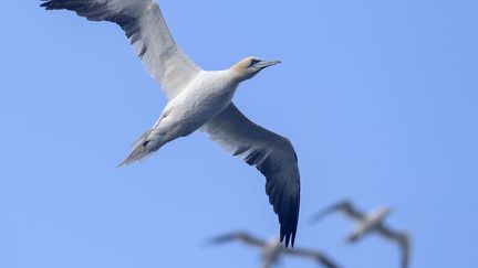 Trois associations assignent la France en justice pour son inaction face au risque d&rsquo;extinction des oiseaux marins