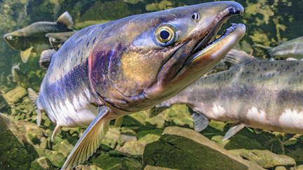 Les saumons exposés à la cocaïne nagent plus que la normale, selon une étude