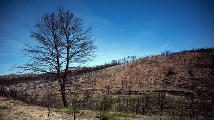 Incendie dans l&rsquo;Aude : le département lance une consultation pour retirer le bois brûlé lors du méga-feu en août dernier