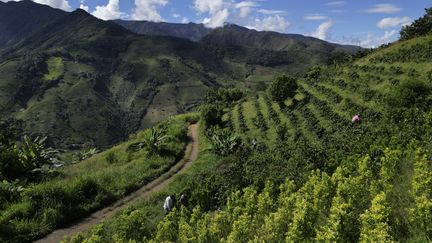 Environnement : pour la première fois, une cartographie mondiale des parcelles de café va être élaborée pour prévenir la déforestation