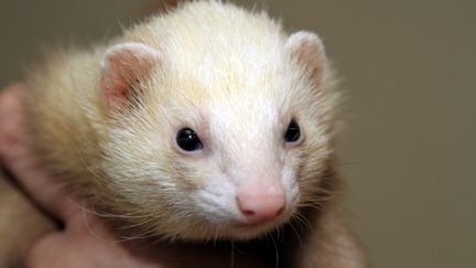 Le commerce d&rsquo;animaux sauvages augmente le risque de transmissions de virus à l&rsquo;homme selon une étude