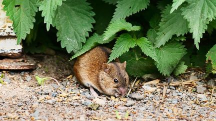 Hantavirus : l&rsquo;Argentine va envoyer des experts à Ushuaïa, d&rsquo;où est parti la croisière « MV Hondius », pour capturer et analyser des rongeurs