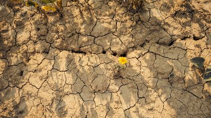 « Il est probable que 2027 » devienne l&rsquo;année « la plus chaude jamais enregistrée » à cause du retour d&rsquo;El Niño, alerte Copernicus