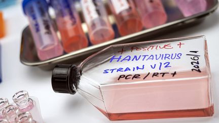 Vaccins expérimentaux, pistes à l&rsquo;étude… Où en est la recherche de traitements contre l&rsquo;hantavirus ?