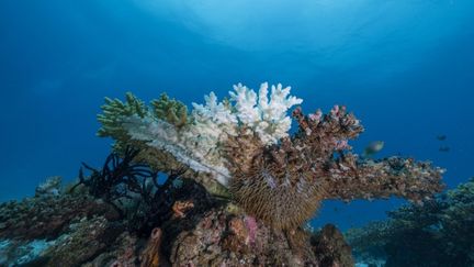 Le séisme aux Philippines a surélevé les fonds marins de deux mètres dans certaines zones côtières, menaçant les coraux