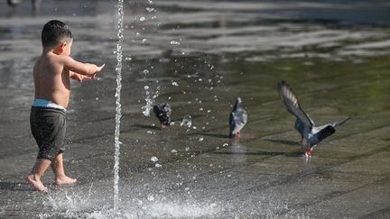 Canicule : « Des milliers d’oiseaux » retrouvés au sol, « une situation d’urgence », alerte le directeur général de la LPO
