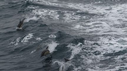Le gouvernement reconduit la fermeture du golfe de Gascogne pendant une partie de l&rsquo;hiver prochain pour protéger les dauphins