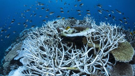 Les océans mondiaux ont atteint un pic de chaleur en juin, à près de 21°C