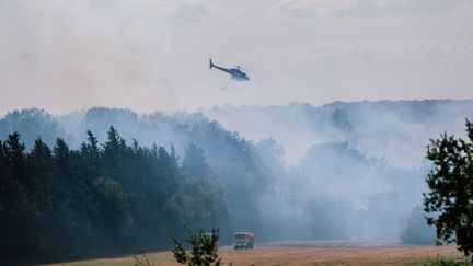 Dégâts sur la biodiversité, destruction de puits de carbone… Ces autres conséquences des incendies qui fragilisent les écosystèmes