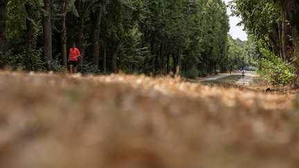 Canicule : 98 départements concernés par une mise sous surveillance pour cause de sécheresse, un record
