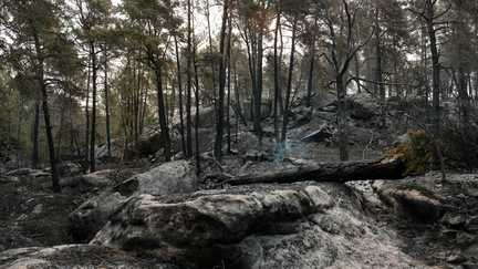 « Plus de 200 000 euros mobilisés » en 24 heures par la Fondation du Patrimoine pour les incendies en forêt de Fontainebleau