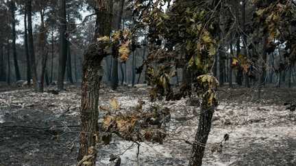 Deux suspects, dont un pompier volontaire, mis en examen et placés en détention provisoire pour les incendies à Fontainebleau