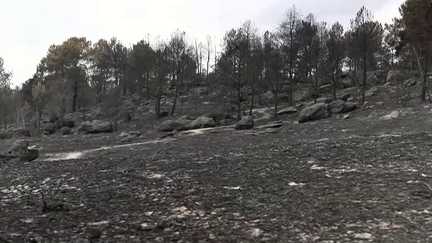 Incendies de Fontainebleau : les images impressionnantes de la forêt dévastée après une semaine de lutte contre les flammes
