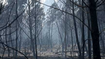 Incendie dans les Landes : l&rsquo;enquête s&rsquo;oriente vers un départ de feu accidentel