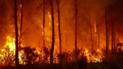Des résineux hautement inflammables, plantés de façon homogène… Comment la monoculture de pins maritimes en Gironde et dans les Landes favorise les incendies