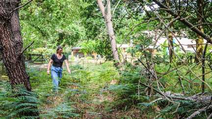 Incendie en Gironde : pourquoi les normes de débroussaillement sont-elles critiquées ?