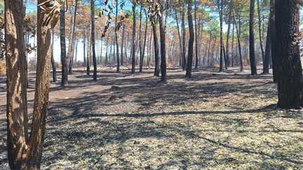 Les pompiers, aidés par les habitants, luttent contre l&rsquo;incendie en Gironde en traquant sans relâche les reprises de flammes