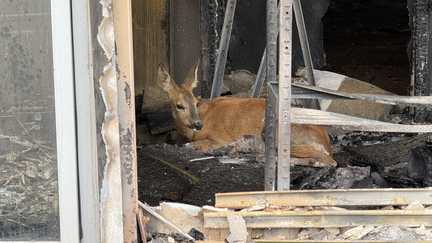 « Pas de fusils sur les cendres » : des pétitions demandent un moratoire sur la chasse dans les forêts incendiées en Gironde et dans les Landes
