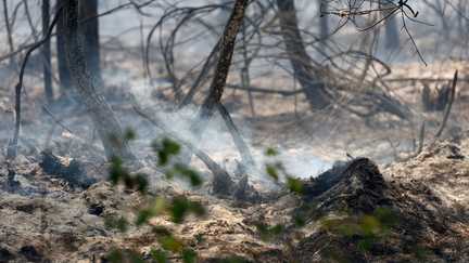 Dans les Landes, l&rsquo;incendie de Biscarrosse est « maîtrisé »