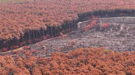 Des millions de tonnes de bois à enlever après les incendies de Gironde