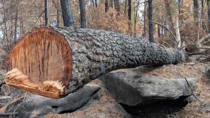 « Être sûr qu’aucun arbre ne puisse tomber » : après l’incendie à Fontainebleau, l’abattage des arbres se poursuit pour sécuriser la forêt